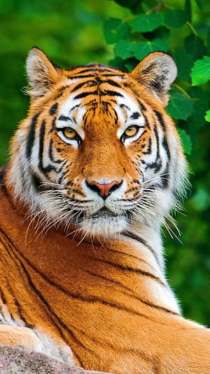 Majestic Bengal Tiger Portrait With Intense Golden Eyes And Lush Green Foliage Background HD phone wallpaper