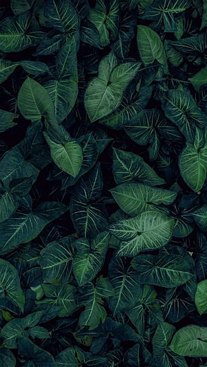 Dark Tropical Alocasia Leaves with Intricate Veins and Deep Green Tones HD phone wallpaper
