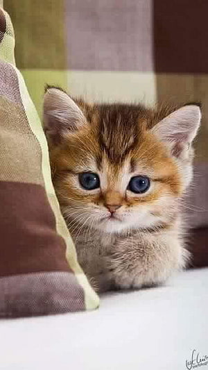 Adorable Golden Tabby Kitten Peeking From Behind a Plaid Cushion HD phone wallpaper