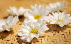 White daisies with yellow centers arranged on a woven wicker surface in soft natural light HD wallpaper