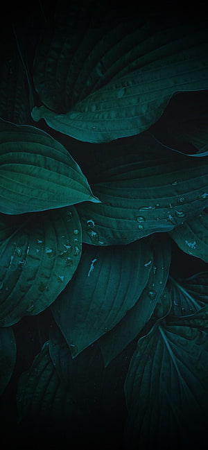 Dark Green Hosta Leaves with Water Droplets on a Black Background HD phone wallpaper