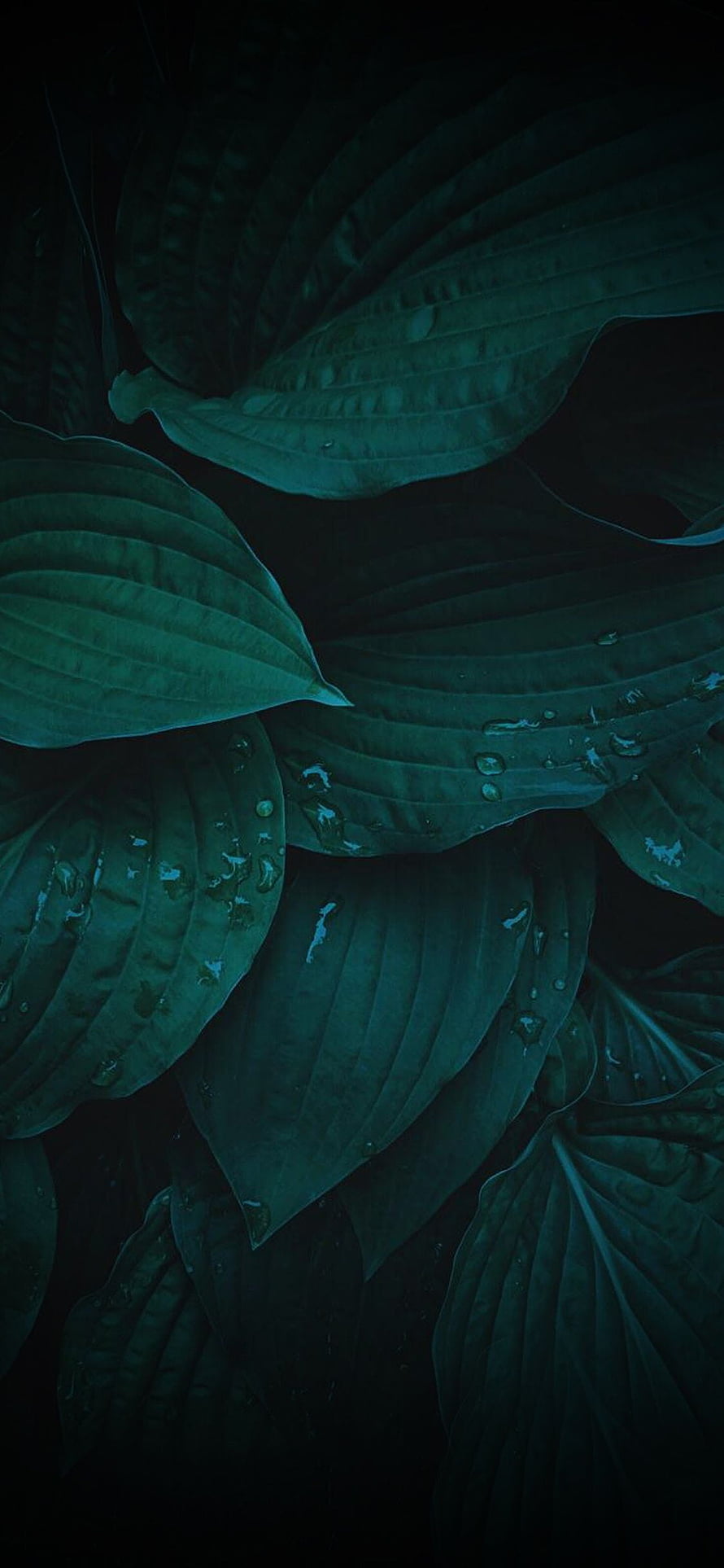 Dark Green Hosta Leaves with Water Droplets on a Black Background HD phone wallpaper