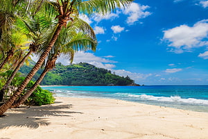 Palm-lined tropical beach with turquoise ocean and lush green island under a bright blue sky HD wallpaper