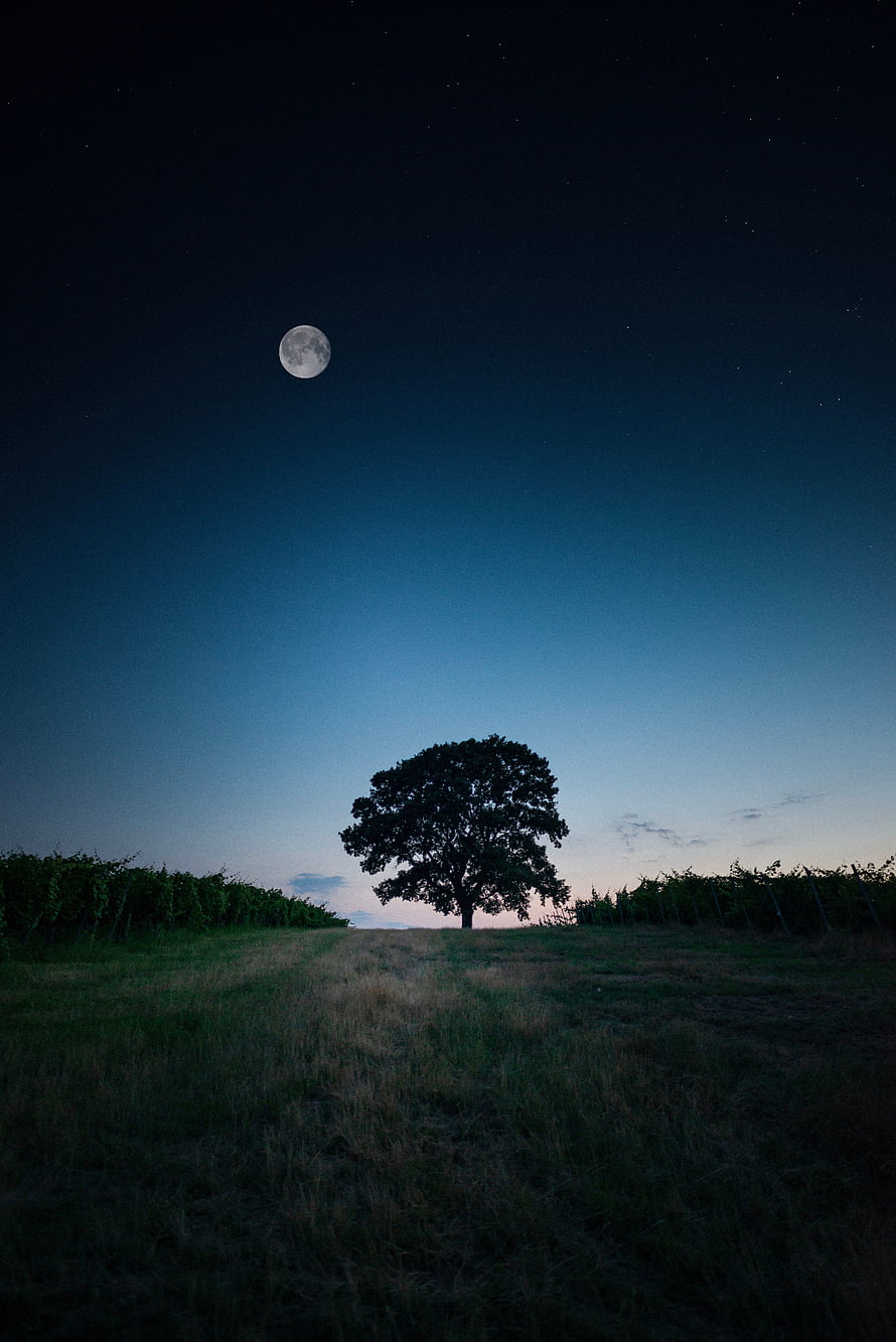 Lone Tree Silhouette Under a Full Moon in a Starry Night Sky Over a Quiet Field HD phone wallpaper