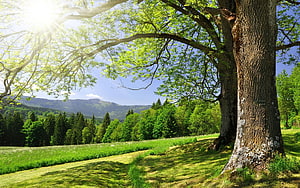 Sunlit Oak Tree in a Lush Green Meadow with Distant Forested Mountains HD wallpaper