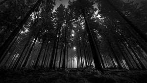 Monochromatic Low-Angle View of Towering Coniferous Trees in a Misty, Gloomy Forest HD wallpaper