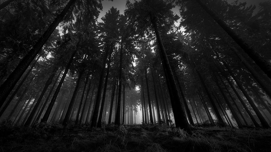 Monochromatic Low-Angle View of Towering Coniferous Trees in a Misty, Gloomy Forest HD wallpaper