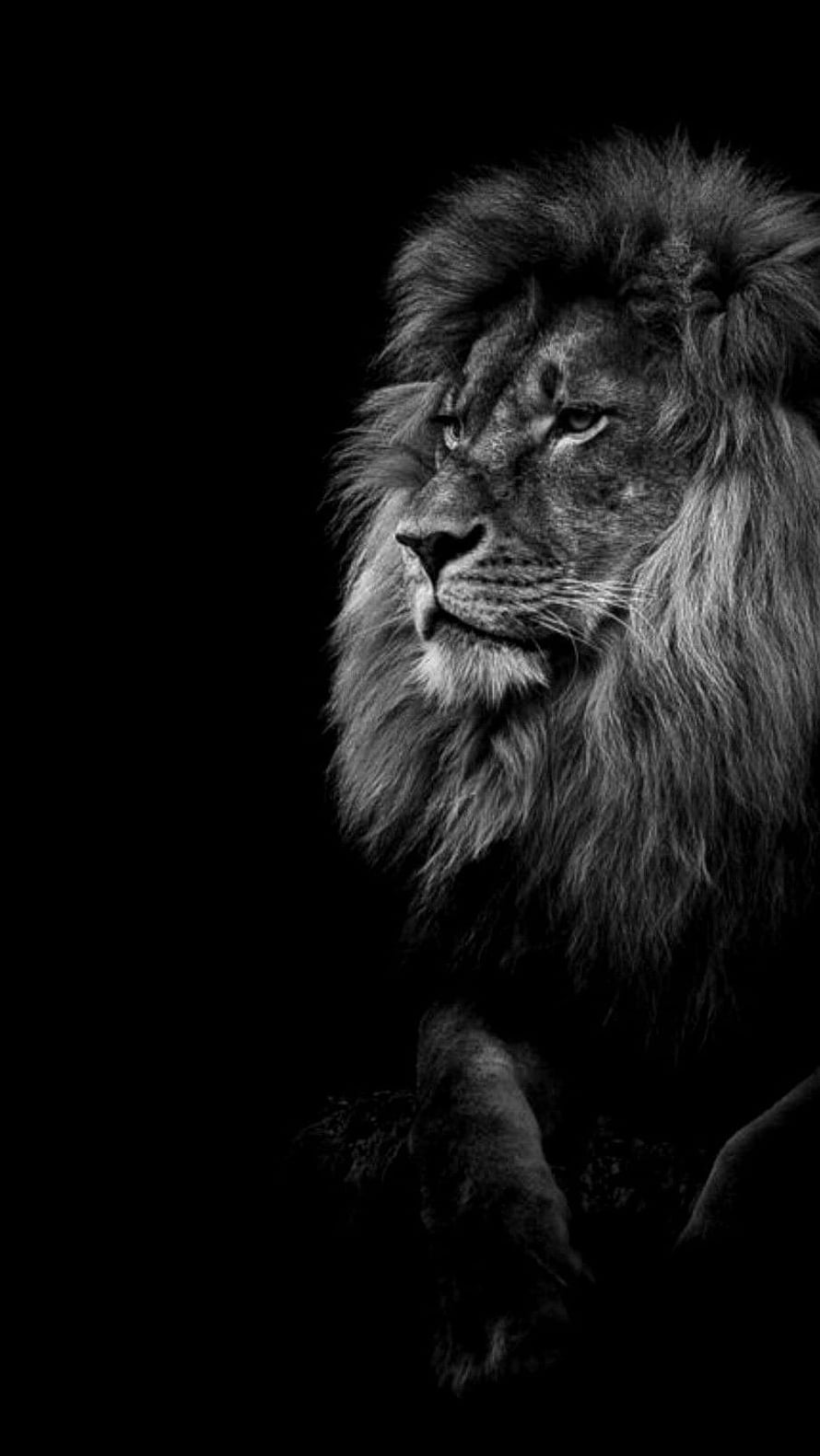 Majestic Male Lion Portrait in Dramatic Black and White HD phone wallpaper