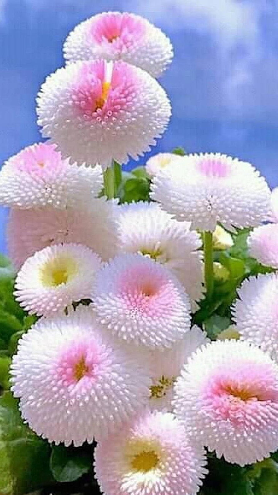 Cluster of Pink and White Daisies with Soft Petals Against a Blue Sky HD phone wallpaper