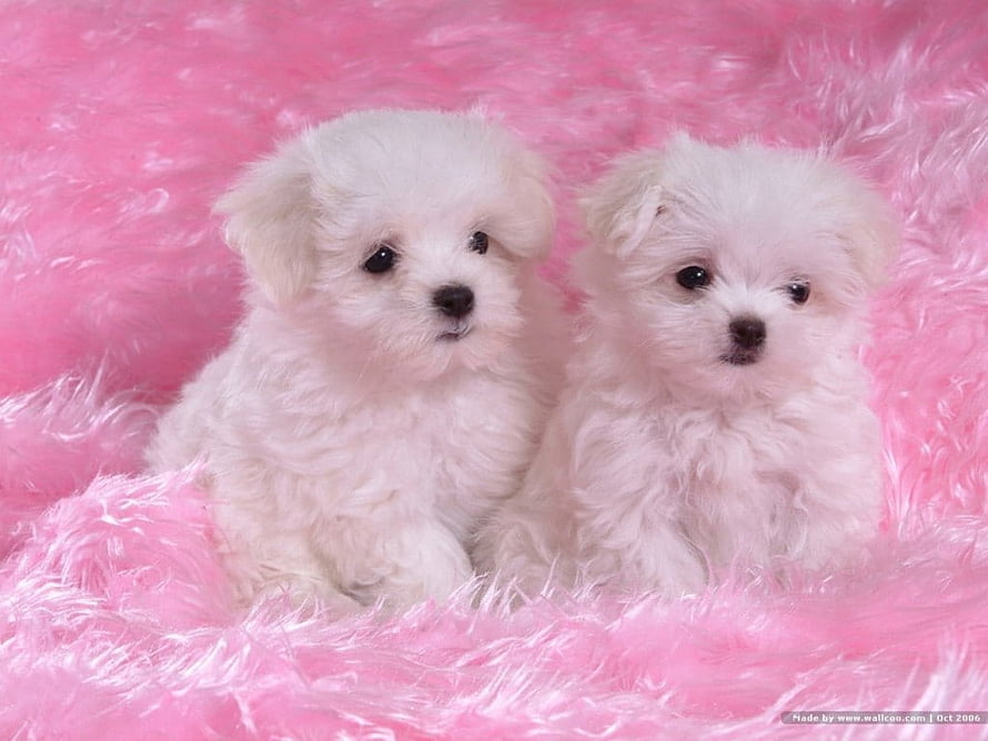 Two fluffy white Maltese puppies sitting together on a soft pink fur blanket HD wallpaper