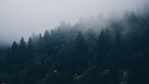 Misty Evergreen Forest in Forks, Washington, Pacific Northwest HD wallpaper