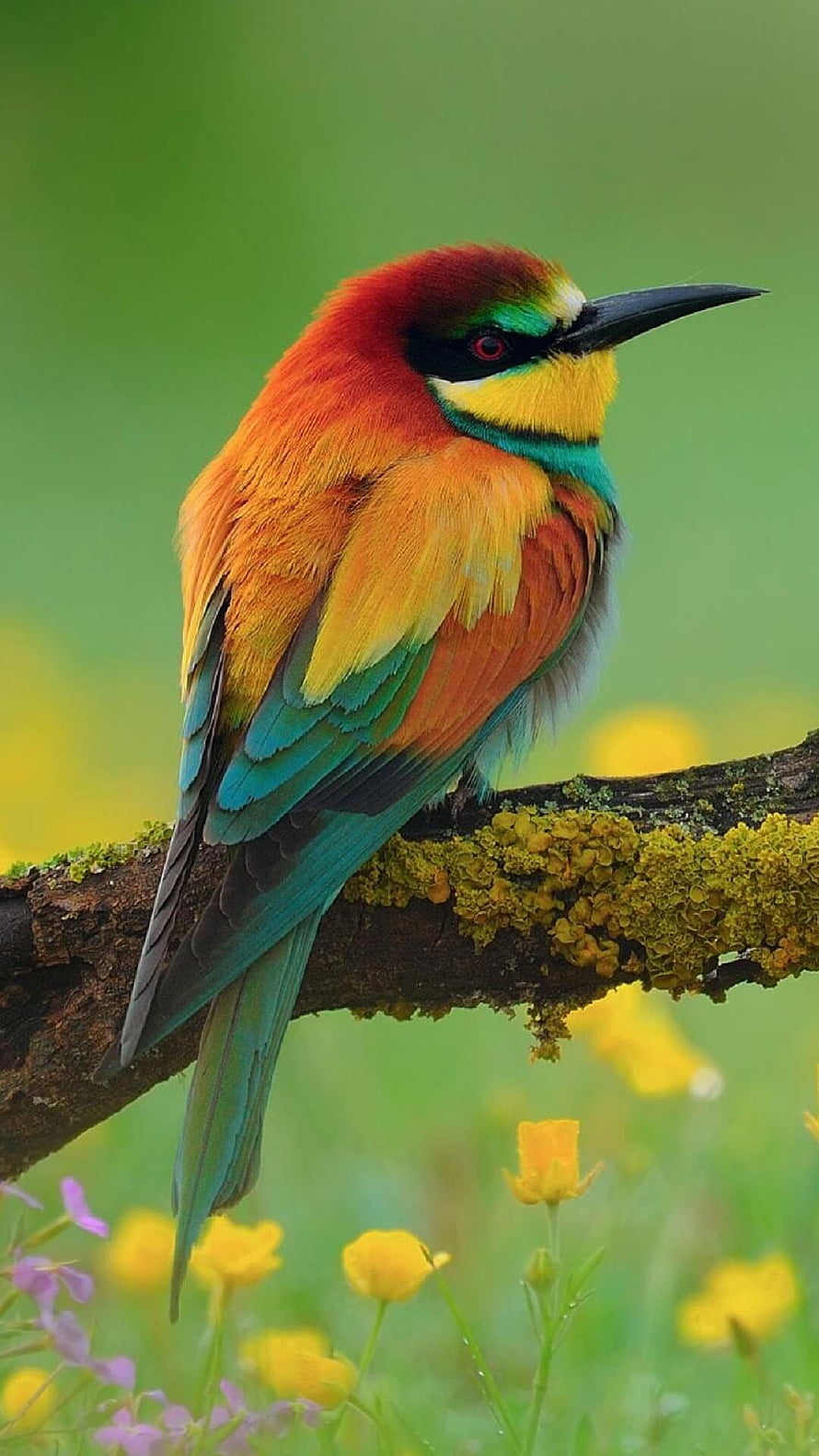 Vibrant European Bee-eperch on a Mossy Branch Amidst Spring Wildflowers HD phone wallpaper