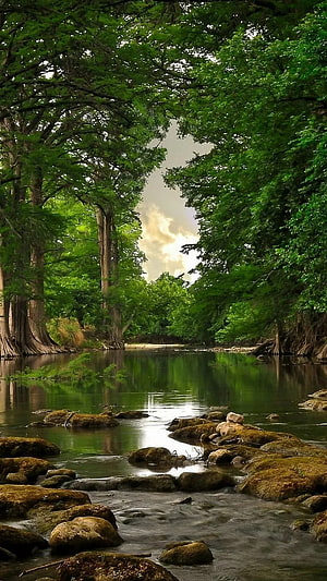 Serene Forest Stream with Mossy Rocks and Tall Trees HD phone wallpaper