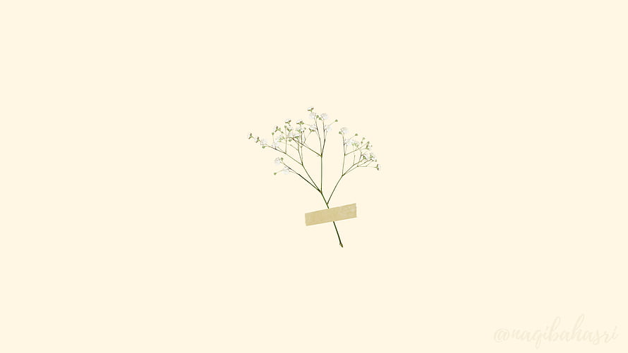 Minimalist Baby's Breath Floral Illustration on Cream Background HD wallpaper