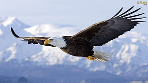 Majestic Bald Eagle Soaring With Wings Spread Against Snowy Mountain Peaks HD wallpaper