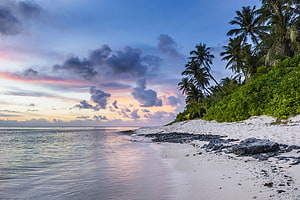 Tropical Beach at Dusk with Palm Trees and Calm Ocean Waters HD wallpaper