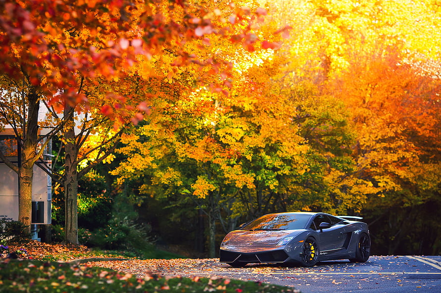 Lamborghini Gallardo Superleggera LP570-4 Parked on a Road Lined with Vibrant Autumn Foliage HD wallpaper