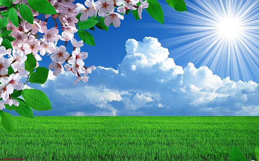 Cherry Blossoms Over Green Meadow Under Bright Blue Sky HD wallpaper