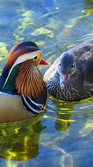Mandarin Duck and Female Swimming Together in Clear Water HD phone wallpaper
