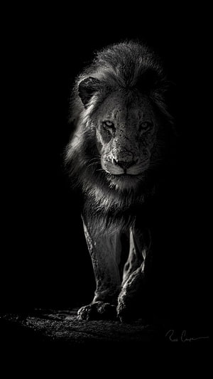 Dramatic Black and White Portrait of a Majestic Male Lion Walking Forward HD phone wallpaper
