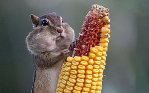 Eastern Chipmunk Holding A Half-Eaten Ear Of Yellow Corn HD wallpaper