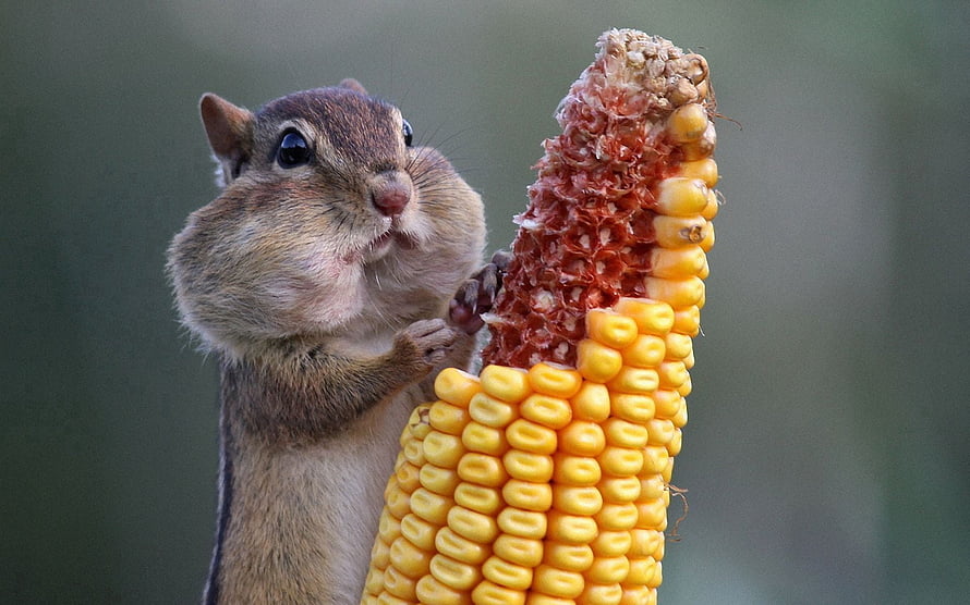 Eastern Chipmunk Holding A Half-Eaten Ear Of Yellow Corn HD wallpaper