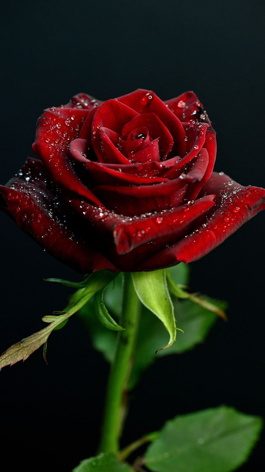 Deep Crimson Rose Bud with Dew Drops on a Dark Background HD phone wallpaper