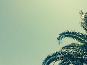Minimalist Palm Fronds Against a Soft Mint Sky HD wallpaper