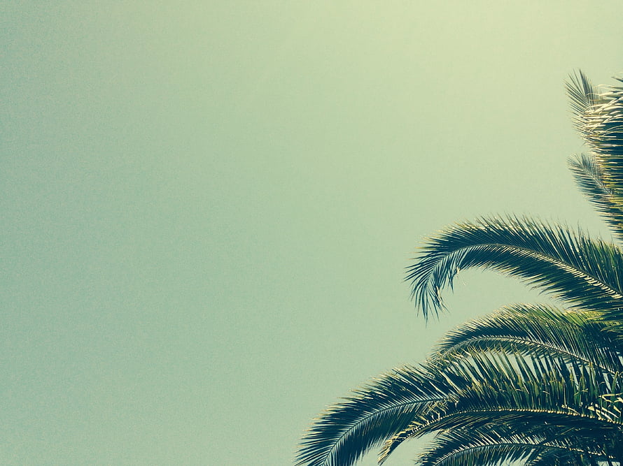 Minimalist Palm Fronds Against a Soft Mint Sky HD wallpaper