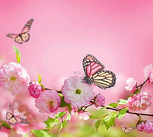 Pink cherry blossoms and monarch butterflies in a soft spring garden scene HD wallpaper