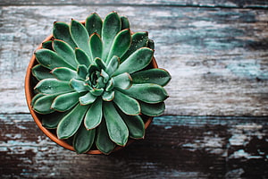 Top-Down View of a Green Echeveria Succulent in a Terracotta Pot on Weathered Wood HD wallpaper