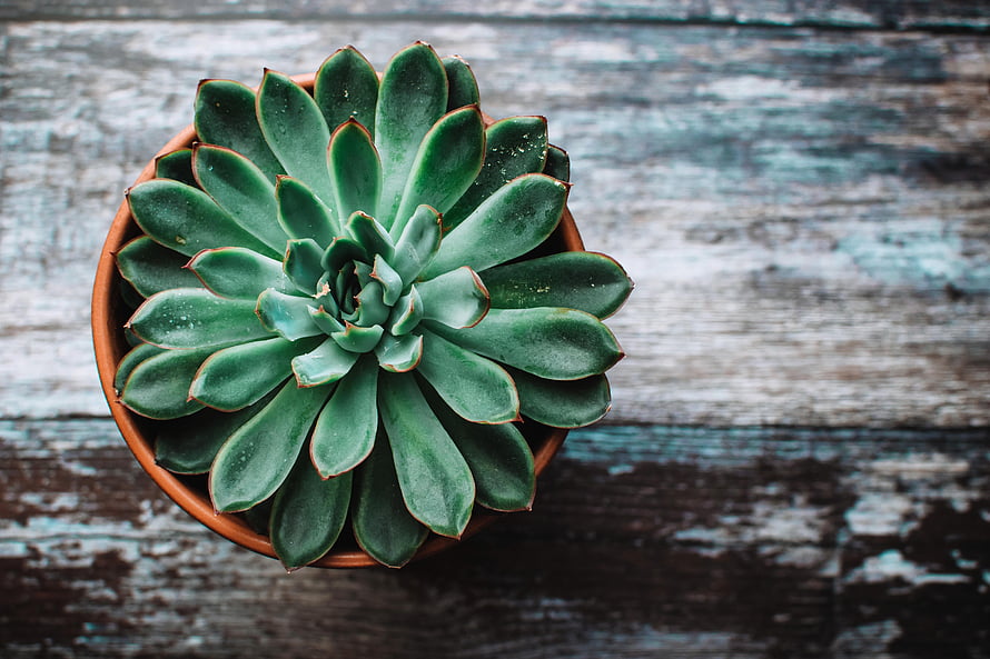 Top-Down View of a Green Echeveria Succulent in a Terracotta Pot on Weathered Wood HD wallpaper