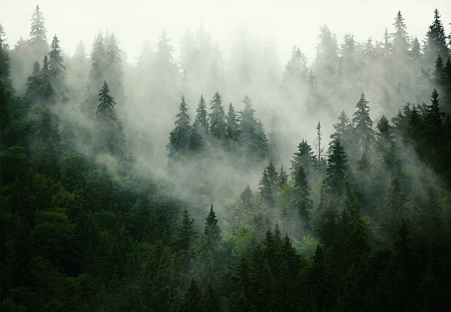Misty Evergreen Forest Landscape Shrouded in Thick Fog and Morning Mist HD wallpaper