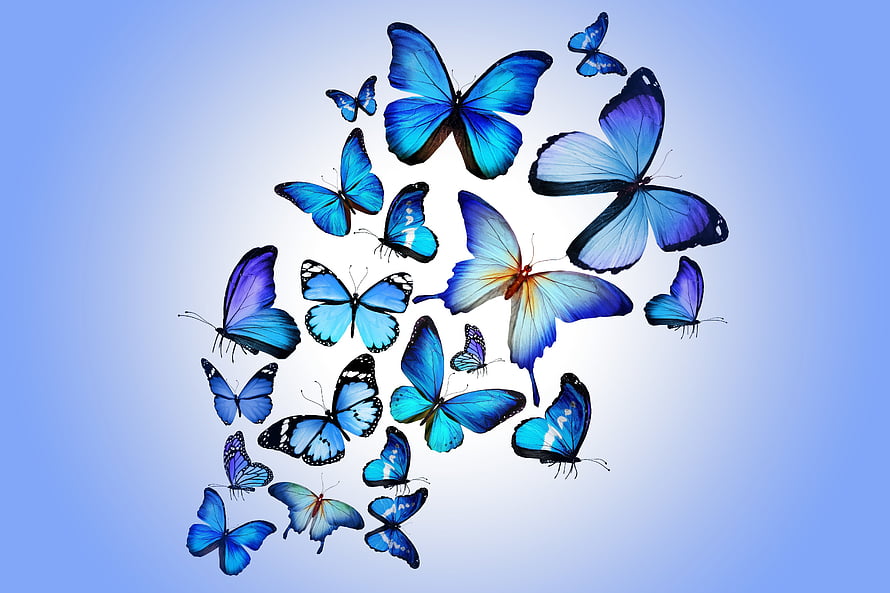 Vibrant Blue Butterfly Swarm on Soft Gradient Background HD wallpaper