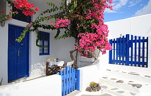 Santorini Courtyard With Vibrant Bougainvillea And Blue Wooden Fences HD wallpaper