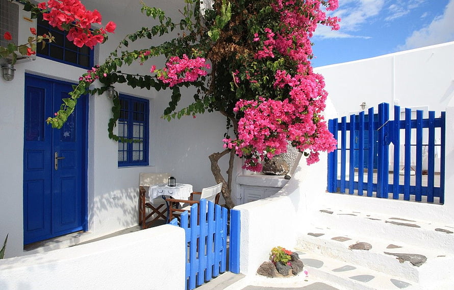 Santorini Courtyard With Vibrant Bougainvillea And Blue Wooden Fences HD wallpaper