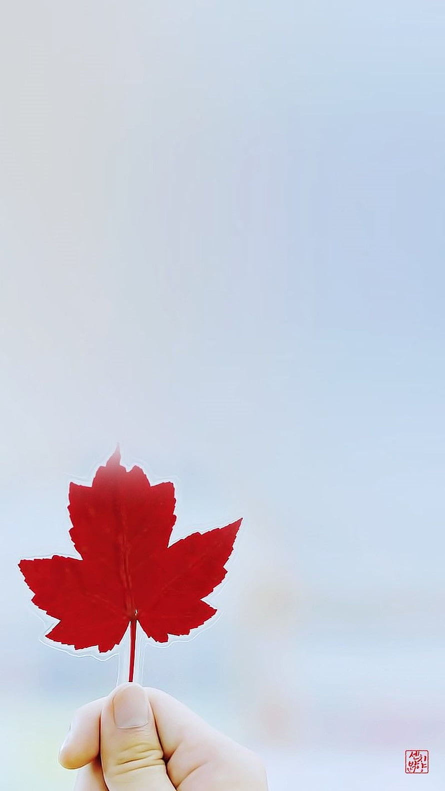 Hand Holding Vibrant Red Maple Leaf Against Soft Sky Background HD phone wallpaper
