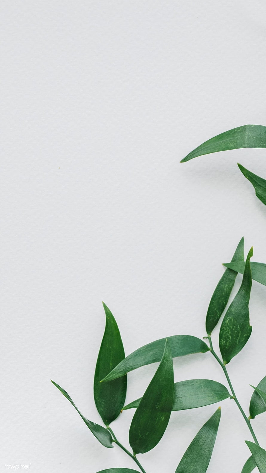 Minimalist Green Leaf Branches on White Background HD phone wallpaper