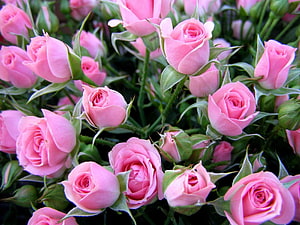 Cluster of Soft Pink Rose Buds with Green Foliage and Delicate Petals HD wallpaper