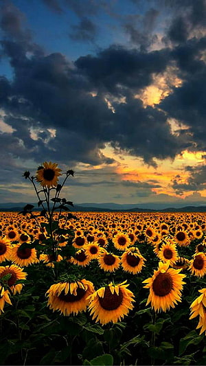 Vast Sunflower Field Under Dramatic Sunset Sky With Dark Storm Clouds HD phone wallpaper