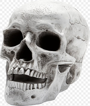 Detailed Human Skull Anatomy Close-Up with Weathered Bone Texture and Dark Eye Sockets HD phone wallpaper