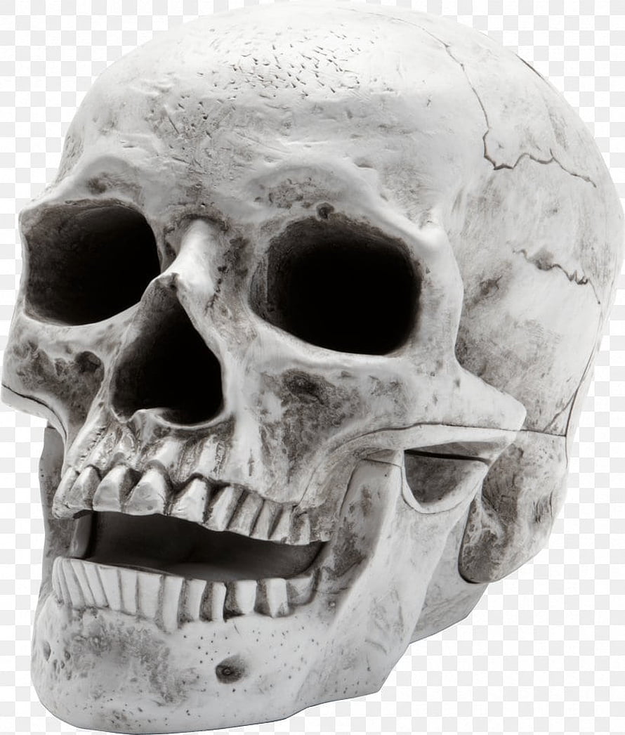 Detailed Human Skull Anatomy Close-Up with Weathered Bone Texture and Dark Eye Sockets HD phone wallpaper