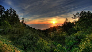 Golden sunset over a lush coastal forest with rolling hills and a dramatic sky HD wallpaper