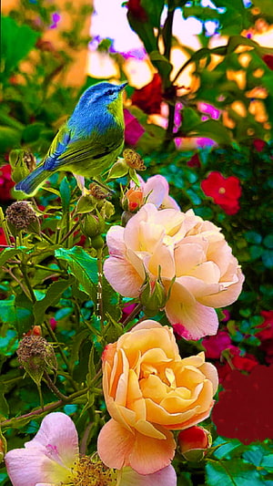Vibrant Blue and Green Bird Perched on a Rose Bush in a Lush Garden HD phone wallpaper