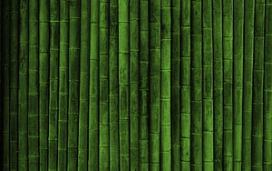 Vertical Green Bamboo Stalks Texture Pattern for Calming Natural Backgrounds HD wallpaper