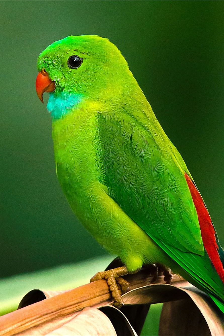 Vibrant Green Parrot with Red Beak Perched on a Branch HD phone wallpaper