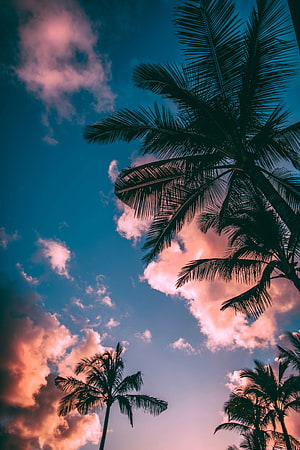 Silhouetted Palm Trees Against a Vibrant Sunset Sky with Pink Clouds HD phone wallpaper