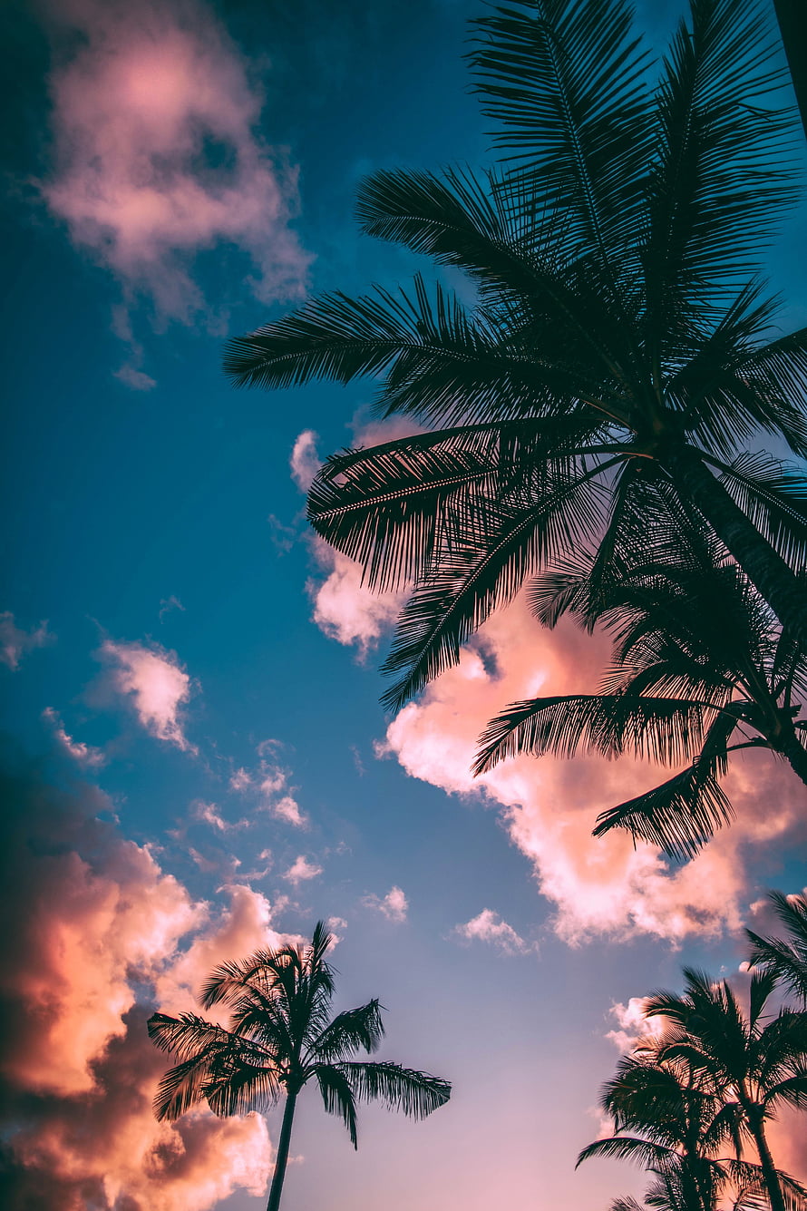 Silhouetted Palm Trees Against a Vibrant Sunset Sky with Pink Clouds HD phone wallpaper