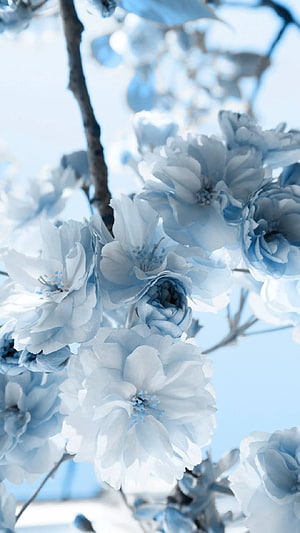 Soft Blue Cherry Blossoms on Branches Against a Pale Sky HD phone wallpaper