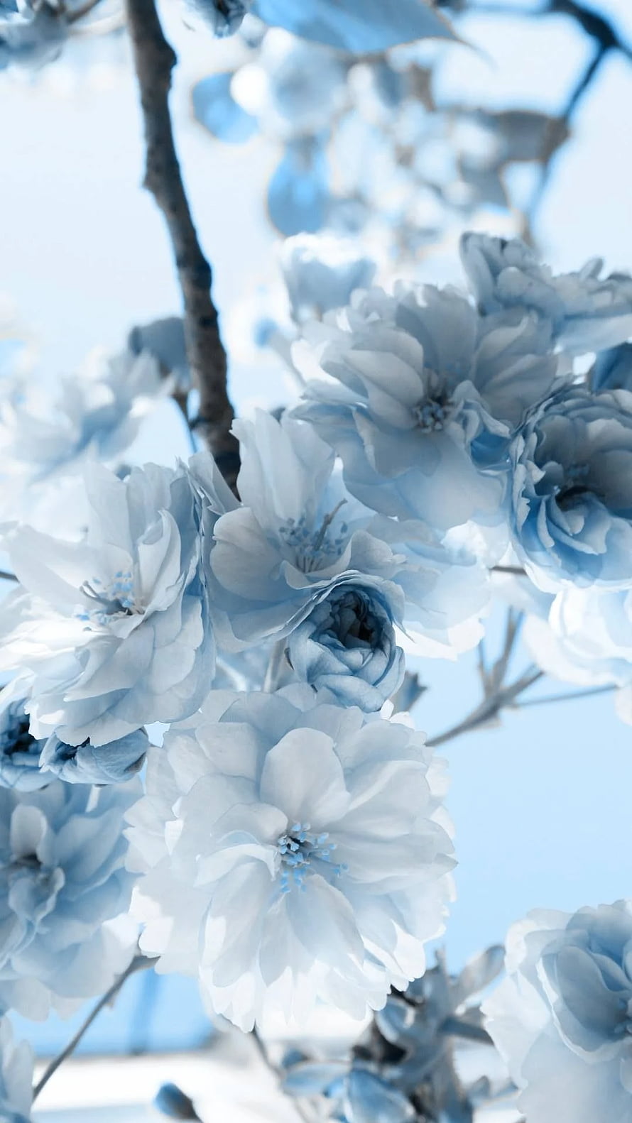Soft Blue Cherry Blossoms on Branches Against a Pale Sky HD phone wallpaper